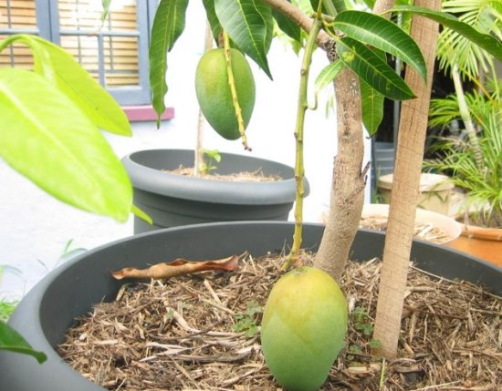 Как посадить и вырастить манго в домашних условиях